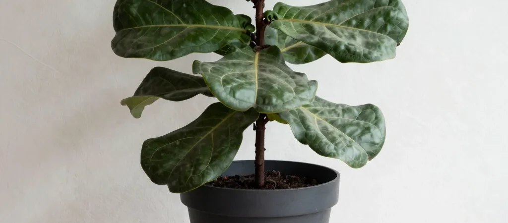 How to Save a Dying Houseplant Without Exotic Equipment
